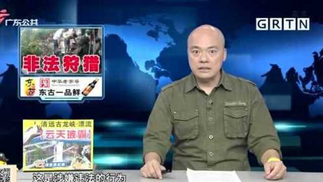 梅州:村民自制“线塔” 非法狩猎 被刑事拘留