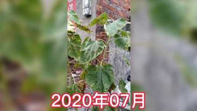 2020年夏,家乡.