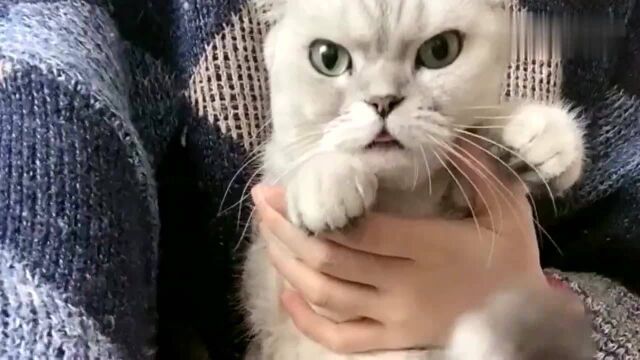 盘点猫咪团子暴躁家族成员,看到最后忍不住笑了:最后两只什么鬼