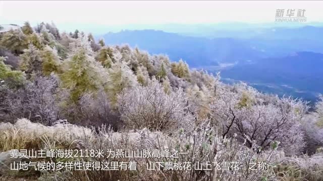 祖国颂ⷥ…𑨵好风景|河北承德雾灵山出现冰挂 晶莹剔透美若童话