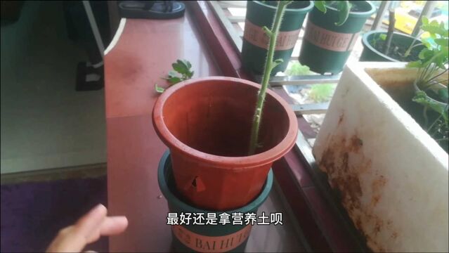 西红柿如何花盆种植的呢?网友:终于明白是怎么种的了!