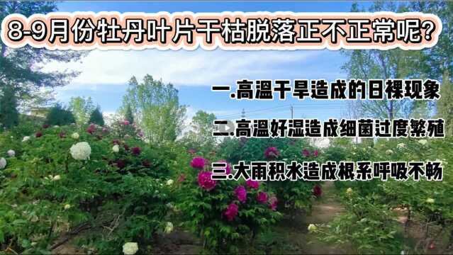 89月份牡丹叶片干枯脱落正不正常呢?