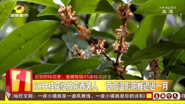 迟到的桂花香!湖南省植物园45亩桂花盛放 60种桂花花香袭人!