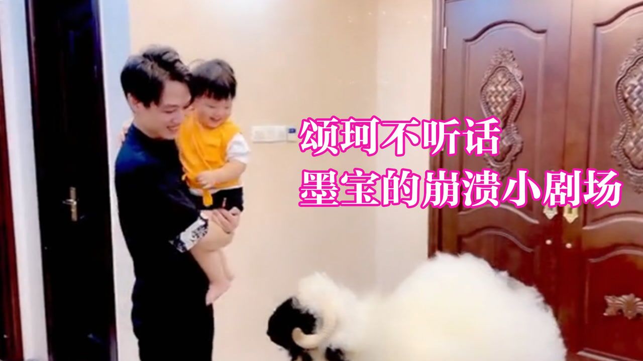 无脸羊墨宝被蜜蜂叮被jerry欺负却能把男主人撞进医院