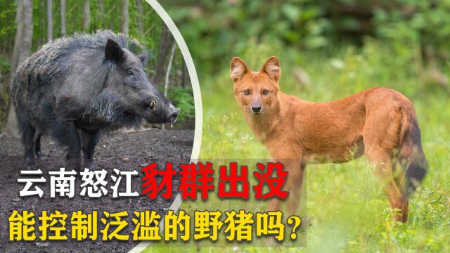 云南怒江出现野生豺狼,专挑野猪下手,它能否解决野猪泛滥问题?