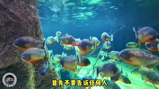 打卡世界水族馆:瑞士洛桑水族馆的食人鱼缸