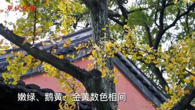 邂逅一地金黄,南京清凉山银杏谷即将迎来最佳观赏季