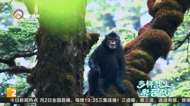 生物万象:讨厌下雨天的黑猴子怒江金丝猴