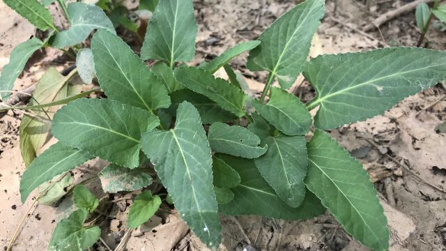 犁头草别名“紫花地丁”价值高,到底有啥好处?懂的人当宝一样