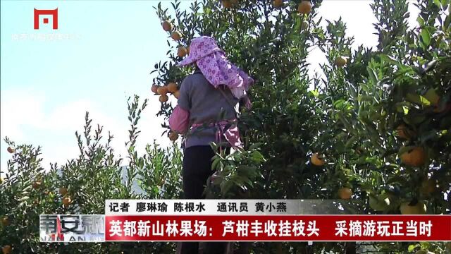 英都新山林果场:芦柑丰收挂枝头 采摘游玩正当时