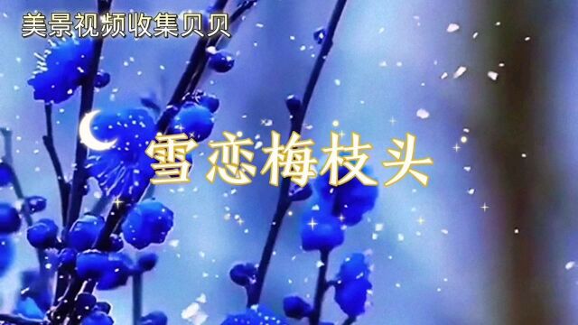 雪恋梅花来,梅为雪花开