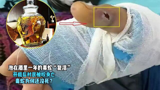 泡在酒里一年的毒蛇“复活”,开瓶后村民被咬身亡,蛇为何还没死