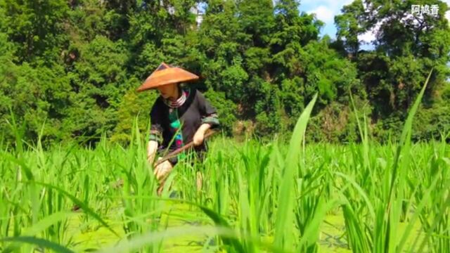 第二集:田园里的跨界美声——诗和远方 农活:薅秧 英国电影《教会》主题曲《妮娜梦幻曲 Nella Fantasia》 演唱:阿鸠香