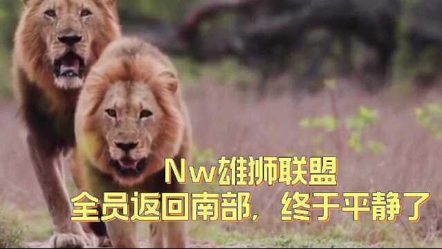 Nw雄狮联盟,全员返回南部,北牛雄狮也回到了萨北,终于恢复了!