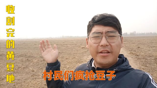 黄豆地收割,村民疯狂捡豆子,黄豆能做什么?来听听村民怎么说