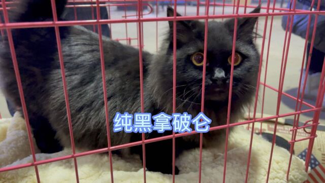 宠物市场纯黑拿破仑矮脚猫要价6000,这猫是真黑