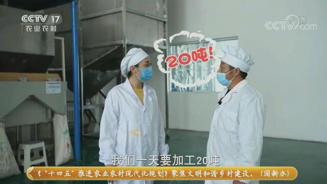 CCTV17带您了解藜麦从田间到餐桌的整个历程