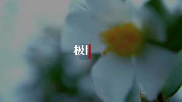 【视频】来凤千亩油茶迎冬绽放,满山芬芳尽染“雪