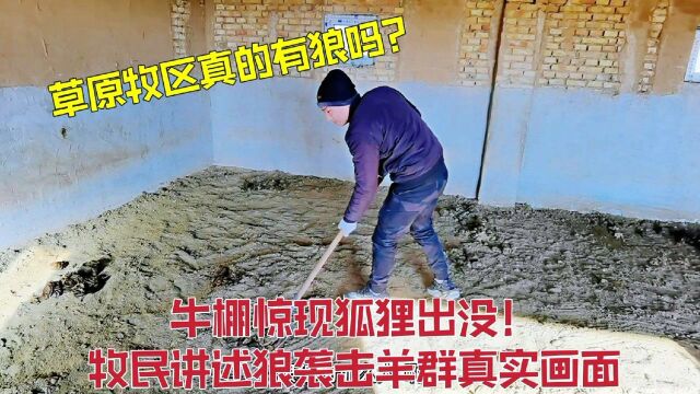 草原牧区真的有狼吗?牛圈惊现狐狸出没!牧民讲述狼袭击羊群真实画面啥样?