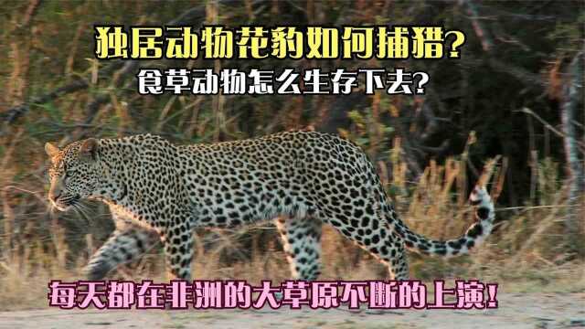 在非洲草原上,对于草食动物来说,为什么是不公平的呢?