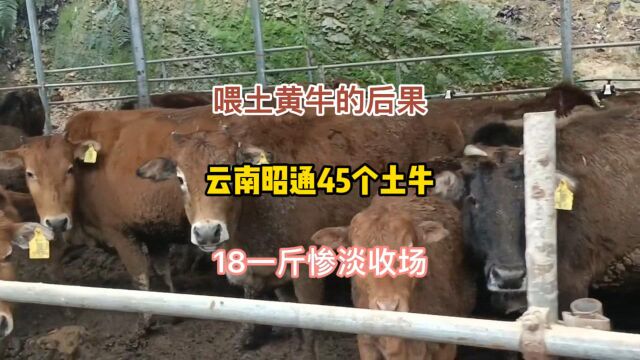 云南昭通新手图便宜养45个土黄牛,现在急着18过磅处理了惨淡收场