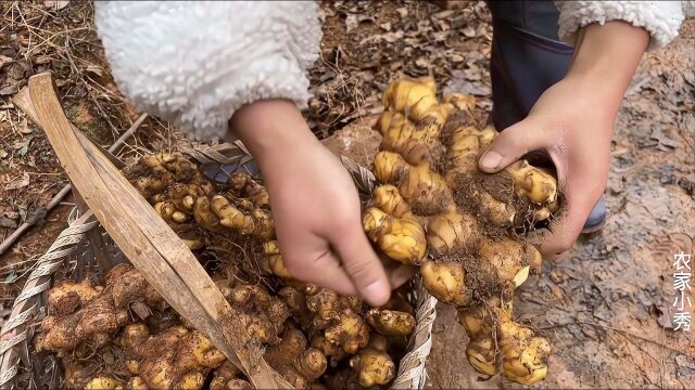 农村地窖拿小黄姜,新鲜大块的嫩姜,小秀直呼真便宜