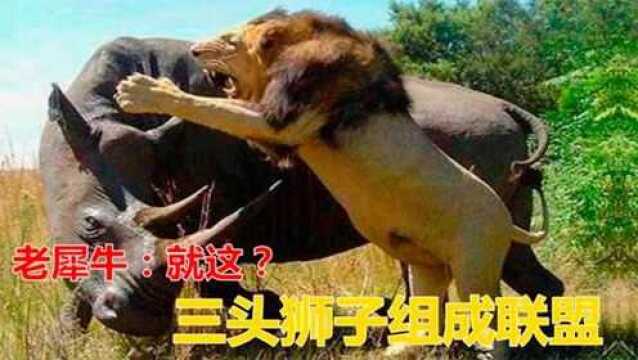 3头狮子对战犀牛,组成猎犀牛”联盟,老犀牛:就这?