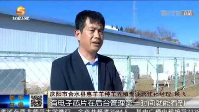 庆阳:发展特色现代农业 加快乡村振兴步伐