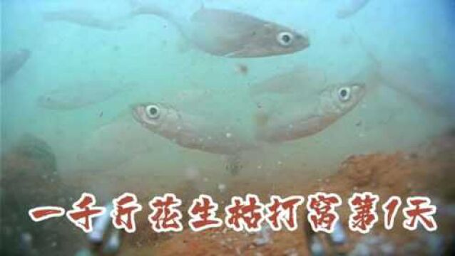 1000斤花生枯打窝第1天,看看什么效果?