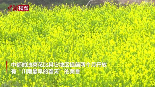 四川宜宾屏山万亩油菜花绽放