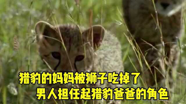 猎豹妈妈被狮子吃掉,小猎豹无依无靠,男人竟然照顾猎豹