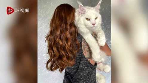 俄系缅因猫特征 s640x360?max_age=7776000