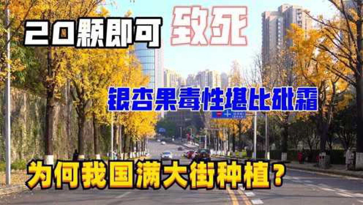 20颗即可致死,银杏果毒性堪比砒霜,为何我国满大街种植?