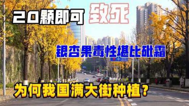 20颗即可致死,银杏果毒性堪比砒霜,为何我国满大街种植?