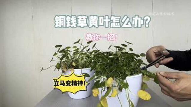 冬季铜钱草黄叶怎么办?教你一招,立马变精神,简单实用