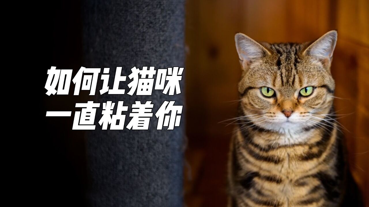 如何让猫咪一直粘着你?这么简单的教程没想到火了