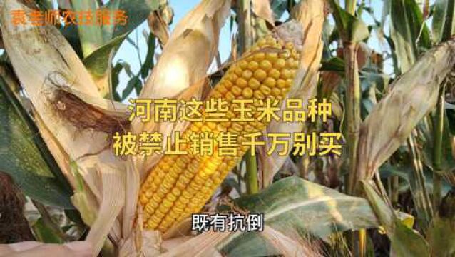 河南这些玉米品种,都已经被禁止销售,千万不要购买