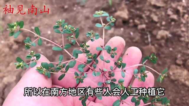 民间常见植物奶浆草,25元一斤,农民抢着挖,今天找到了