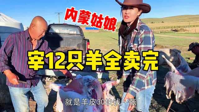 内蒙姑娘一次宰12 只羊,处理手法不比男人差,一共能卖多少钱