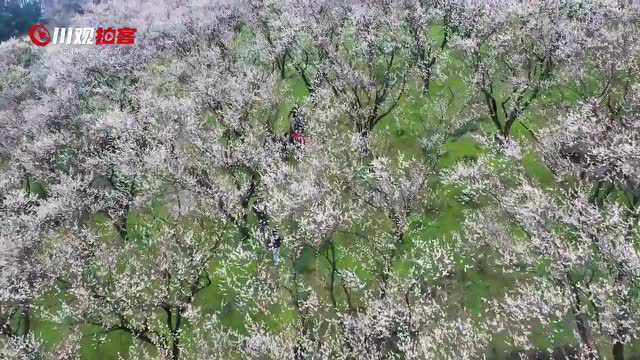 漫山遍野暗香浮动 大邑千亩青梅花盛放