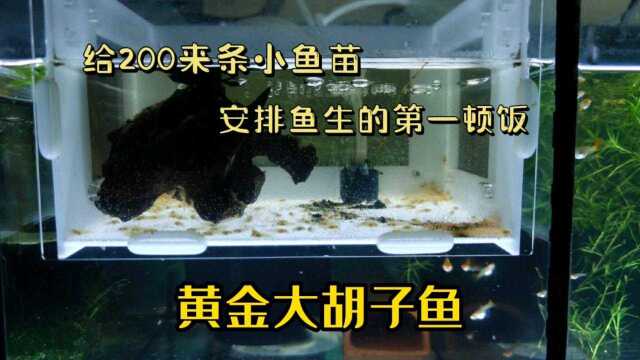 给200条黄金大胡子鱼安排鱼生第一顿饭,荤素搭配营养健康