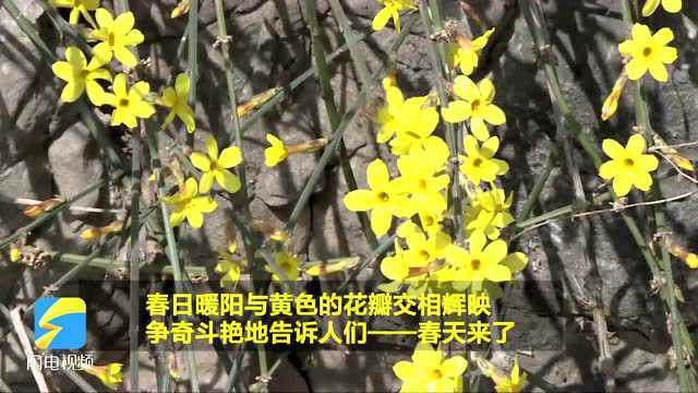 青州古城:迎春花开又一春