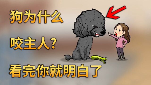 狗为什么会咬主人,看完你就明白了,原来是等级制度出了错