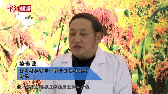 在中国酱香白酒核心产区探寻优质高粱种子的选育