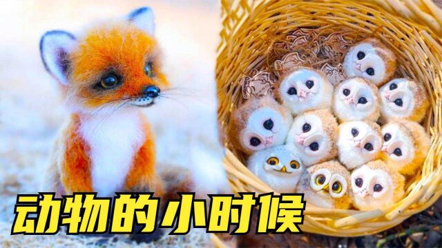 9只世界上最萌的小动物,狐狸和猫头鹰不可能这么可爱?