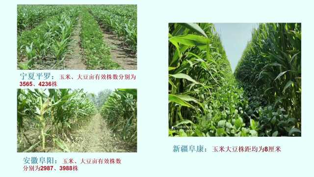 大豆玉米带状复合种植关键技术系列之七 西南区春大豆春玉米带状间作田间配置技术