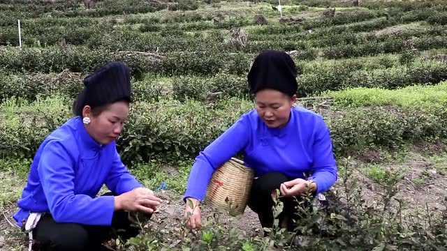 台江县排汪展玉白茶基地首批春茶开采