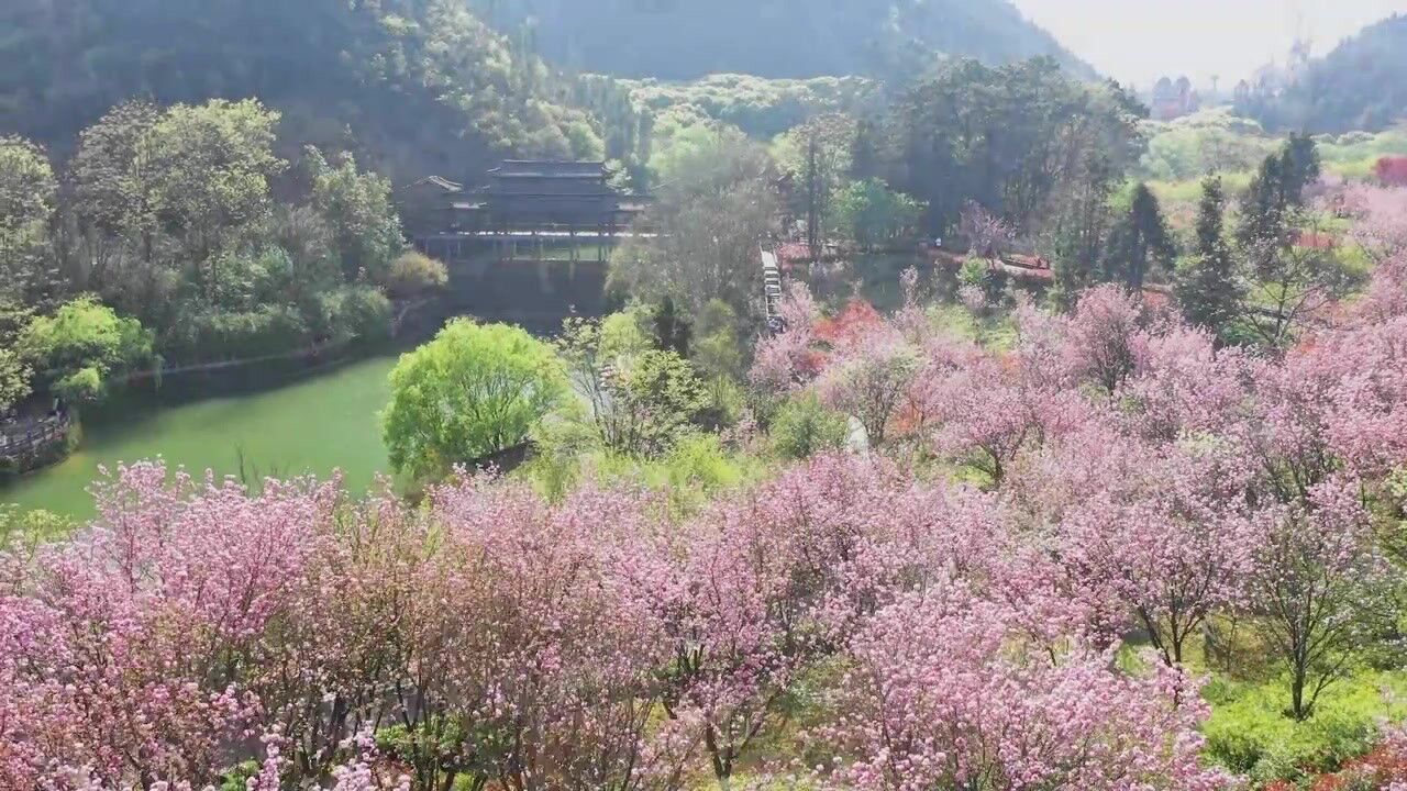 春日的浪漫丨兴义市贵州醇景区樱花盛开