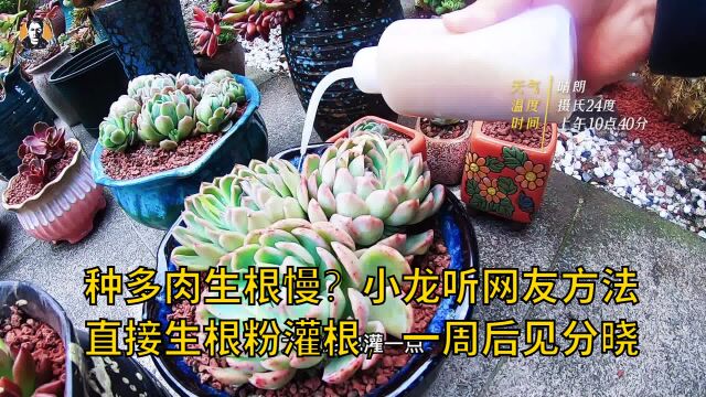 种多肉生根慢?小龙听网友方法直接生根粉灌根,一周后见分晓