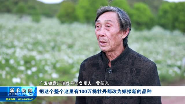 相约春天|广发镇瑞溪村:唯有牡丹真国色 满园芬芳待君来